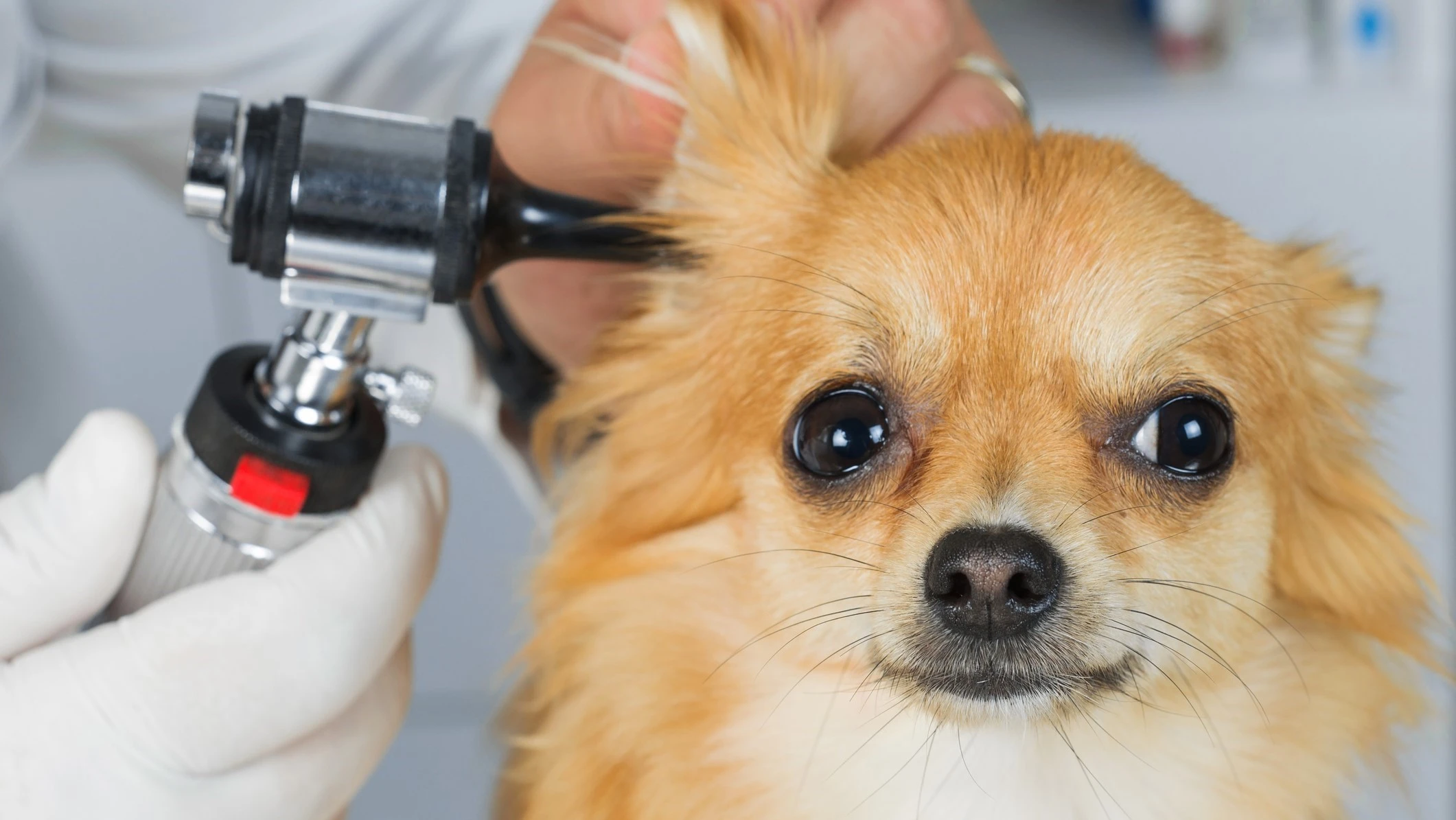 Turopolje Vet d.o.o. - Specijalistička veterinarska praksa Vet&amp;Co